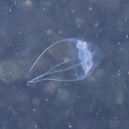 Solmundaegina nematophora Lindsay, 2017