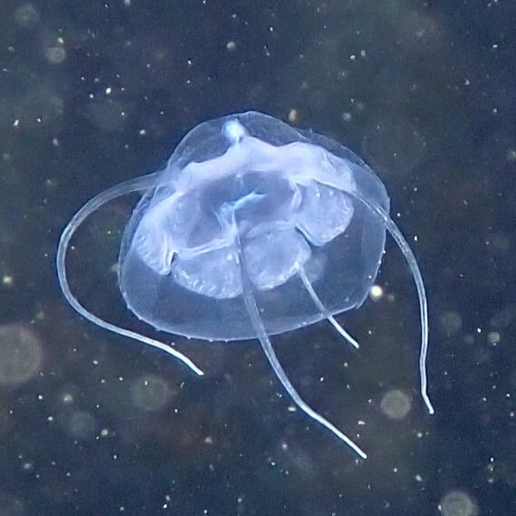 Solmundaegina nematophora Lindsay, 2017