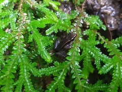 Colostethus ruthveni