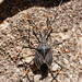 Poecilometis nigriventris - Photo (c) Reiner Richter, alguns direitos reservados (CC BY-NC-SA), uploaded by Reiner Richter