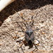 Poecilometis nigriventris nigriventris - Photo (c) Reiner Richter,  זכויות יוצרים חלקיות (CC BY-NC-SA), uploaded by Reiner Richter