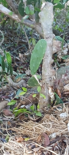 Image of Opuntia cochenillifera by no rights reserved