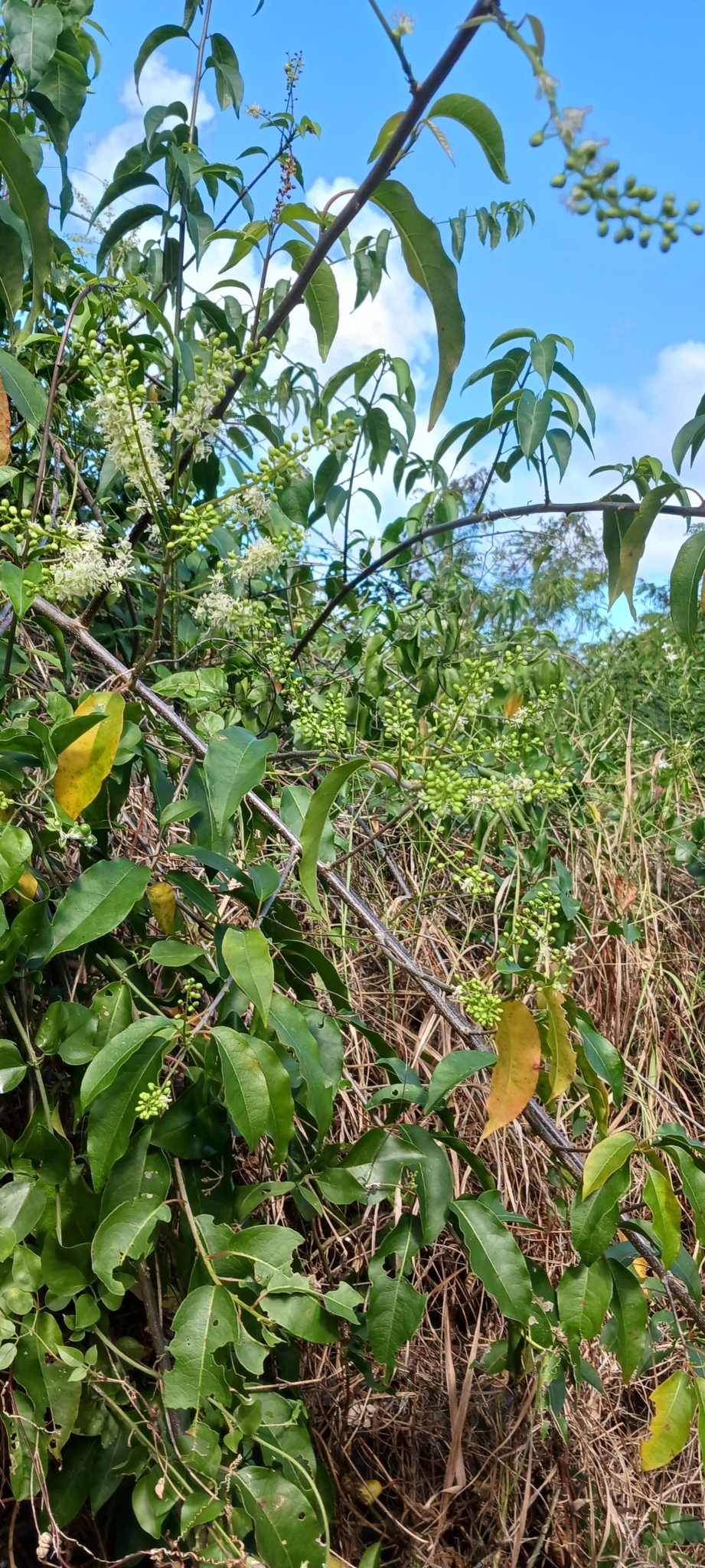 Imagem de Velame-branco