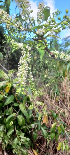 Foto de Velame-branco