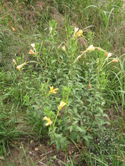 Oenothera jamesii