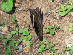 Hypolimnas bolina nerina