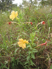 Oenothera jamesii