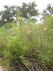 Oenothera jamesii