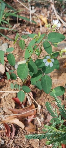 Image of Oxalis barrelieri by no rights reserved