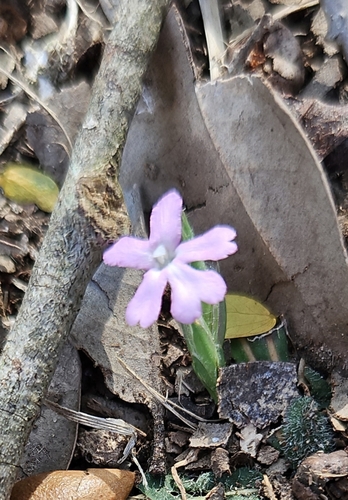 Wheatspike scalystem (Elytraria bromoides)
