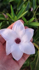 Cryptostegia grandiflora
