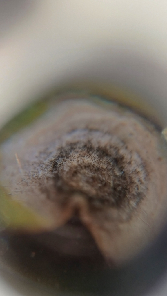 Alternaria cheiranthi