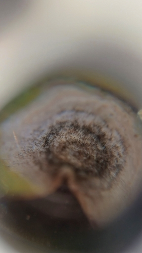 Alternaria cheiranthi