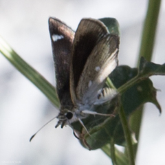 Hesperopsis libya