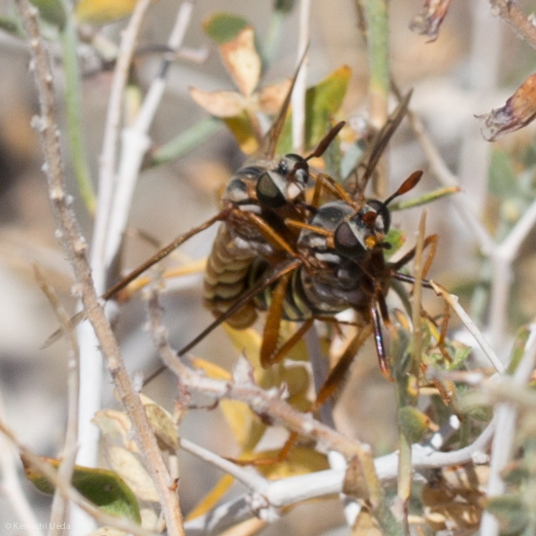 Opomydas limbatus