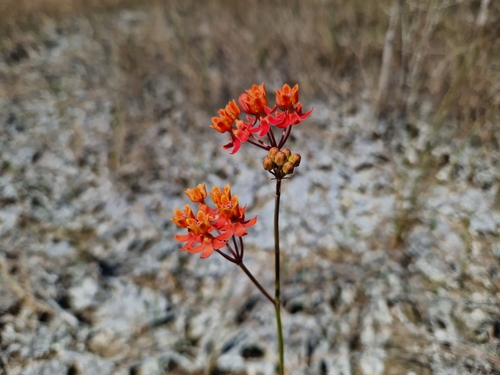 Image of Asclepias lanceolata by (c) Jens-Christian Svenning, some rights reserved (CC BY)
