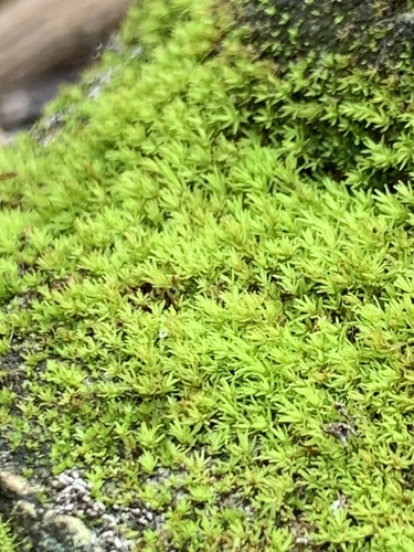Syrrhopodon incompletus observed 2025-03-08