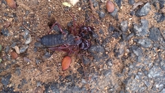 Thelyphonus sepiaris