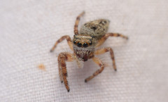 Phidippus princeps