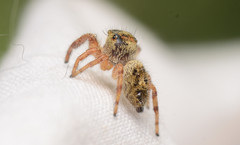 Phidippus princeps