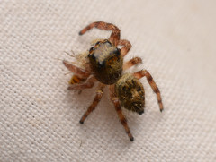 Phidippus princeps