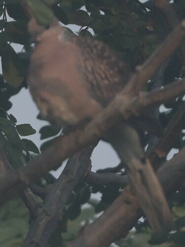 Spotted Dove