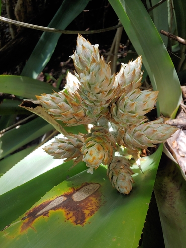 Wittmackia antillana, photograph 3