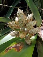 Wittmackia antillana, photograph (c) Kurt Miller, some rights reserved (CC BY-SA)