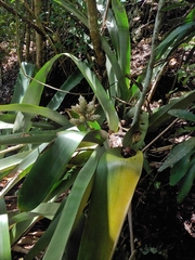 Wittmackia antillana, photograph (c) Kurt Miller, some rights reserved (CC BY-SA)