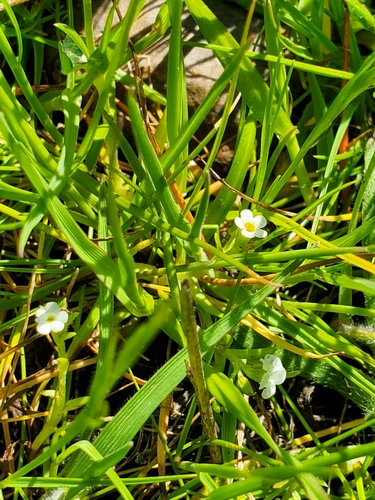 iNaturalist observation photo of adobe popcornflower