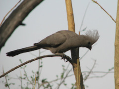 Corythaixoides concolor