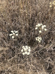 Perideridia kelloggii