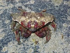 Eurynolambrus australis