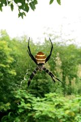 Argiope amoena
