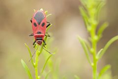 Pyrrhopeplus carduelis