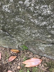 Parthenocissus tricuspidata