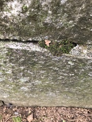 Parthenocissus tricuspidata