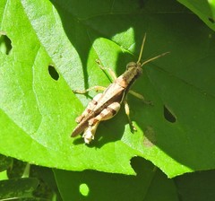 Abracris dilecta