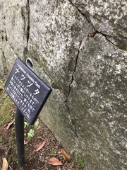 Parthenocissus tricuspidata