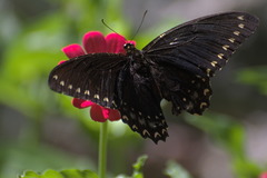 Papilio menatius