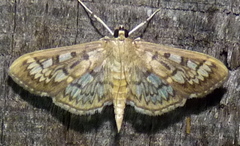 Herpetogramma thestealis