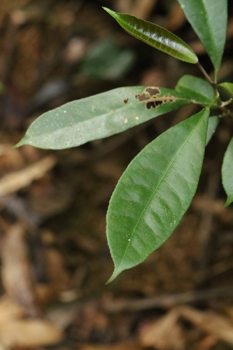 Image of Staphylea arguta by no rights reserved