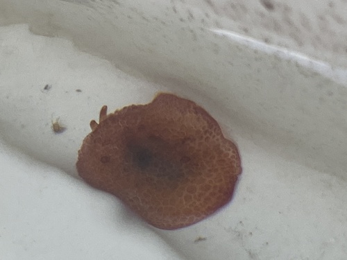 Pleurobranchus observed 2025-03-08