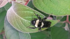 Bombus medius