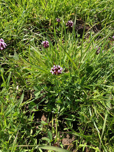 iNaturalist observation photo of white-tipped clover