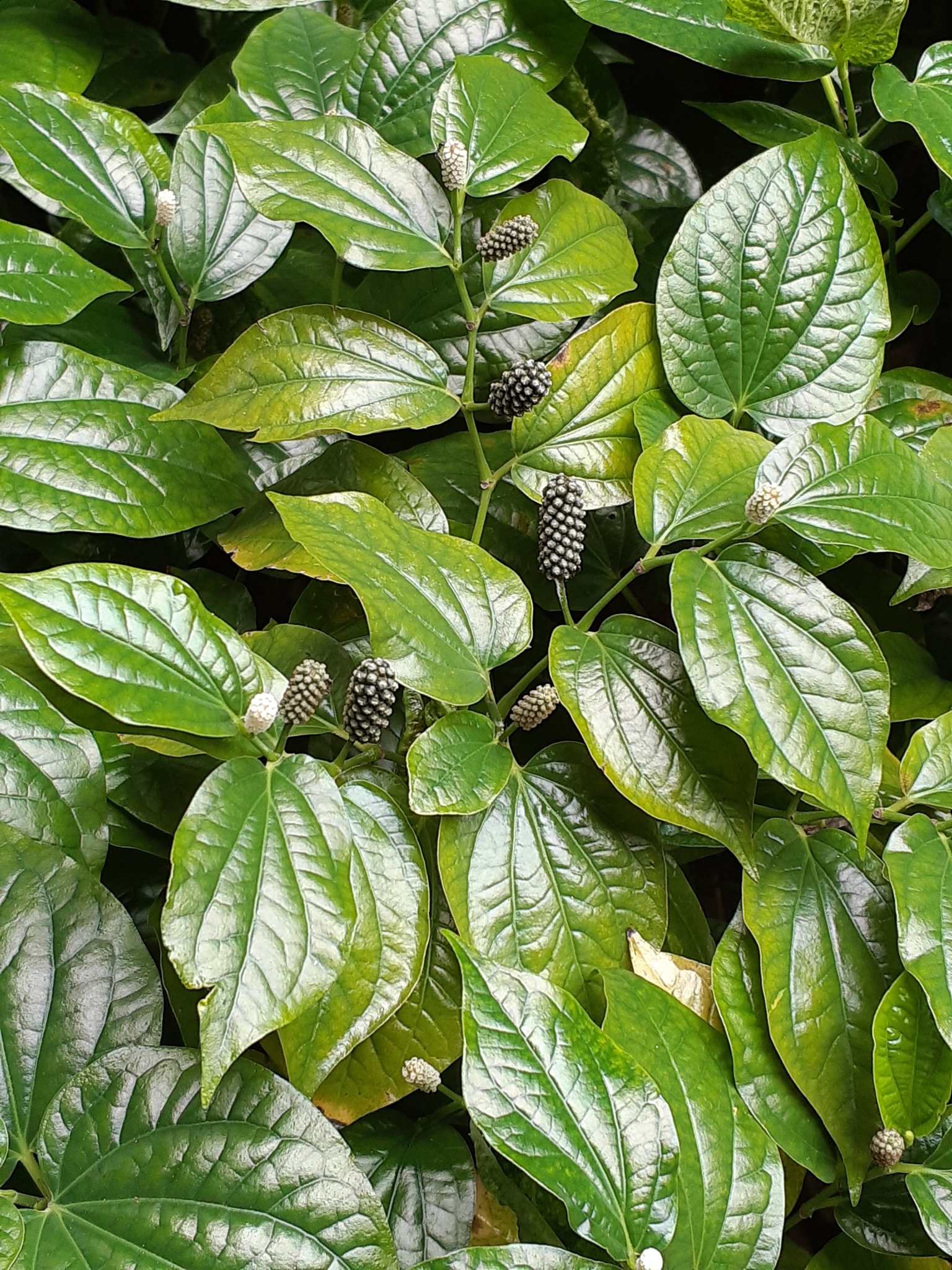 Lolot Pepper (Piper sarmentosum)  iNaturalist
