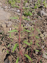 Trichostema simulatum