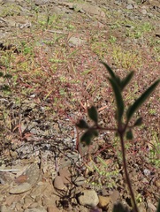 Trichostema simulatum
