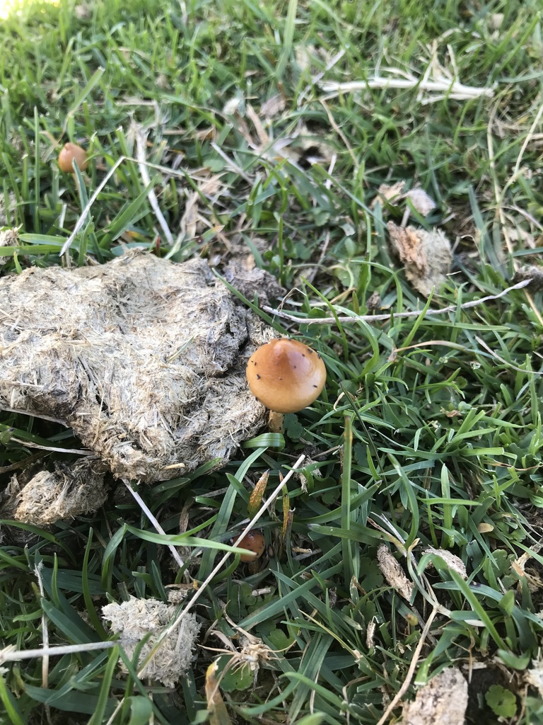 Protostropharia semiglobata · March 2025 · photo: © fuligogirl (iNaturalist, cc-by)