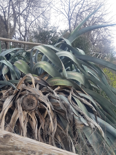 Avistamiento Pita (Agave americana)